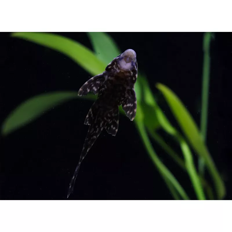 Gibbiceps Plecostomus