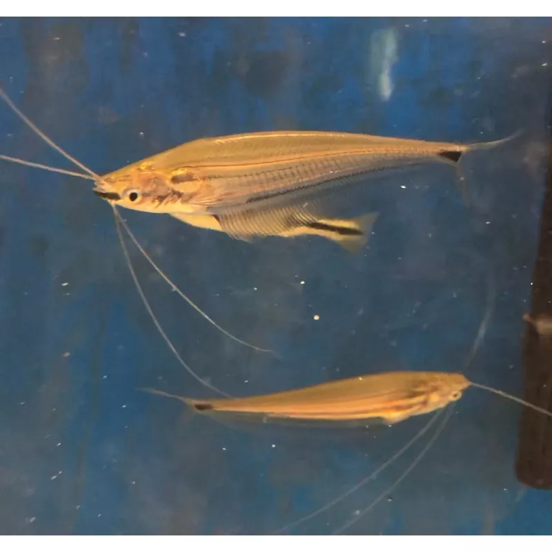 Glass Catfish (Kryptopterus bicirrhis)