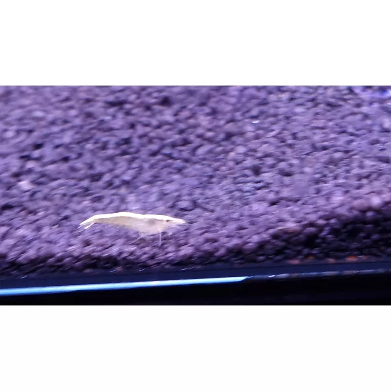 Gold back cherry shrimp