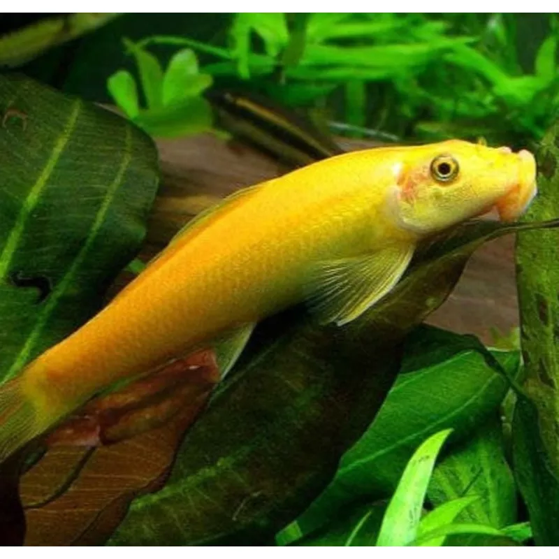 Golden Chinese Algae Eater (Gyrinocheilus aymonieri)