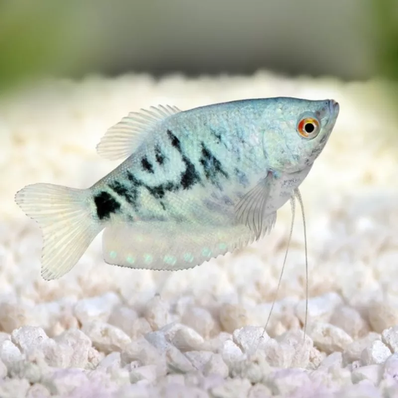 Gourami Freshwater Fish – Livestock – Community Fish – Opaline
