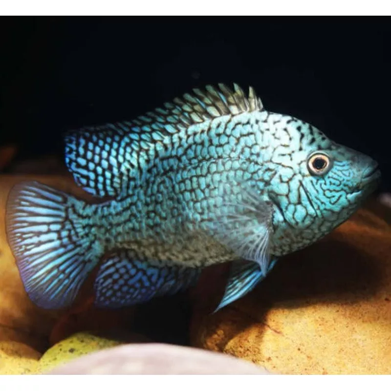 Green Texas Cichlid (Herichthys carpintis sp)