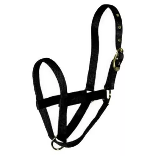 Hamilton, Halter Livest Turn Out Cow Black, 1 Each