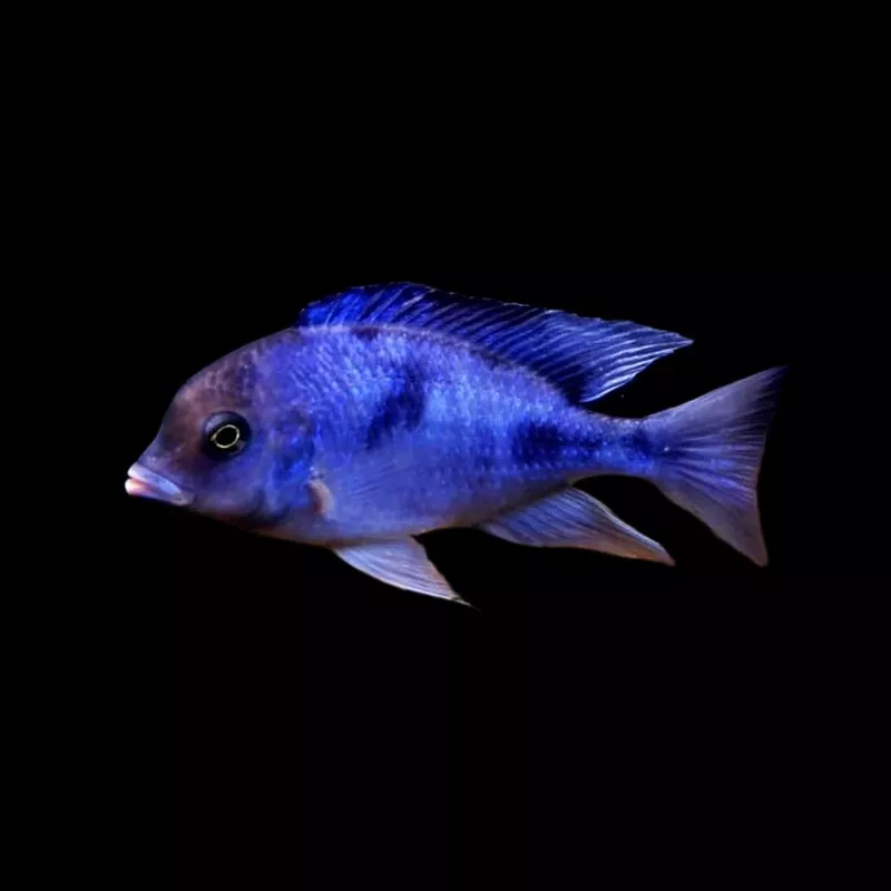 Hap Moori “Blue Dolphin”