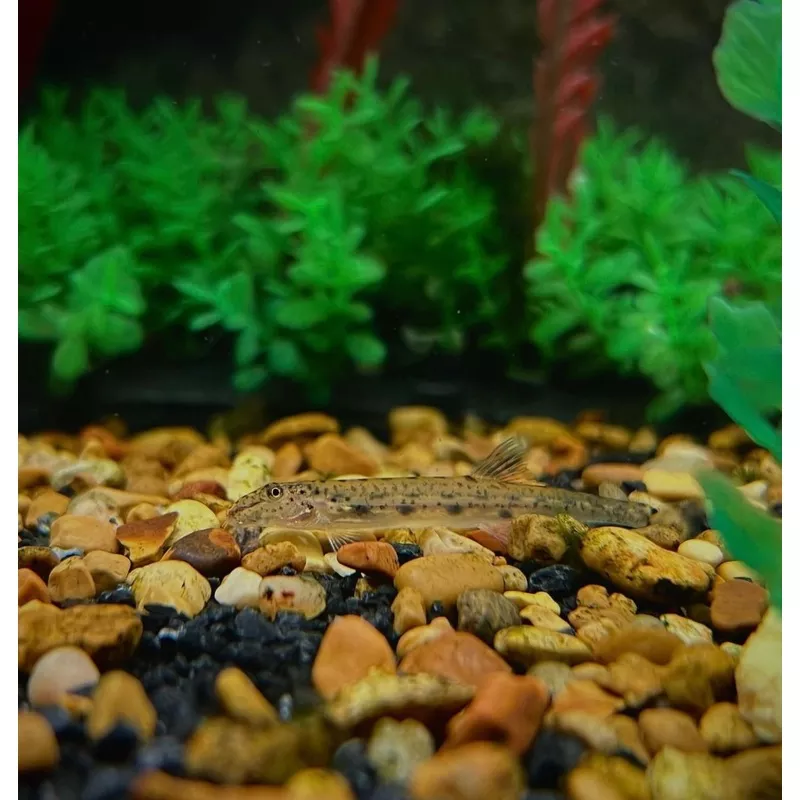 Horseface Loach