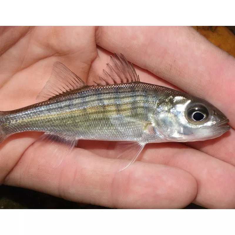 Hybrid Striped Bass (Morone saxatilis)