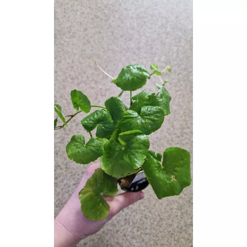 Hydrocotyle leucocephala – potted plant