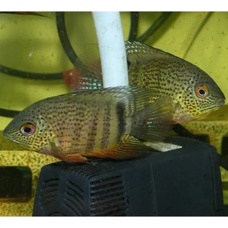 Inirida Severum (Heros sp. Inirida)