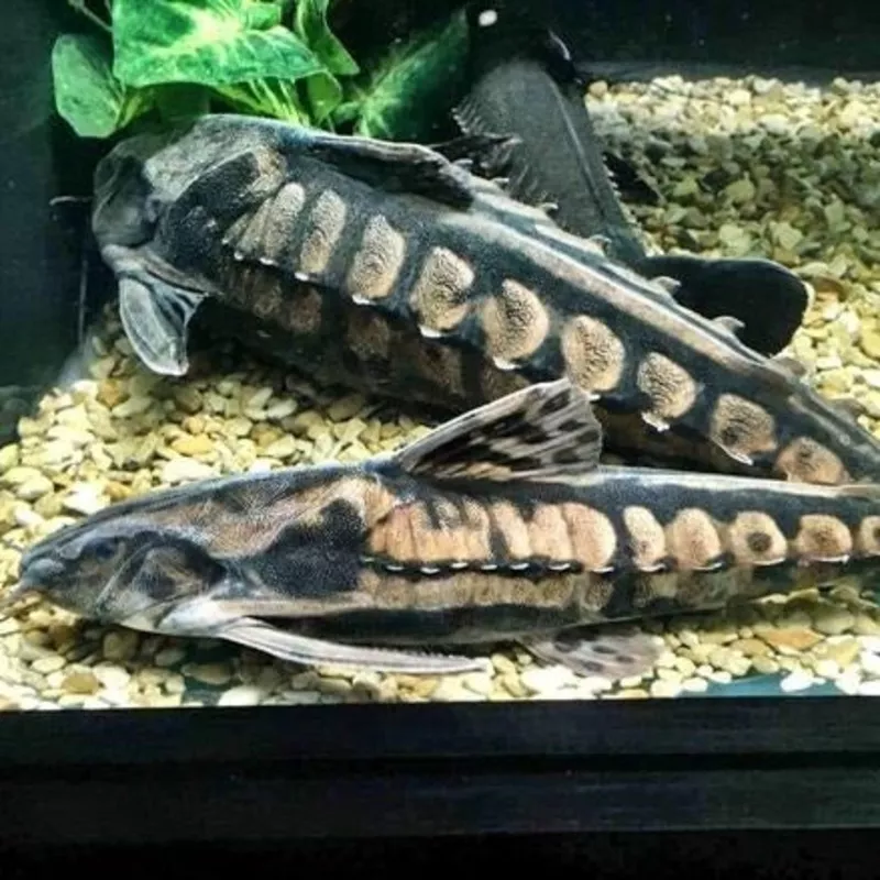 Irwini Catfish (Megalodoras uranoscopus)