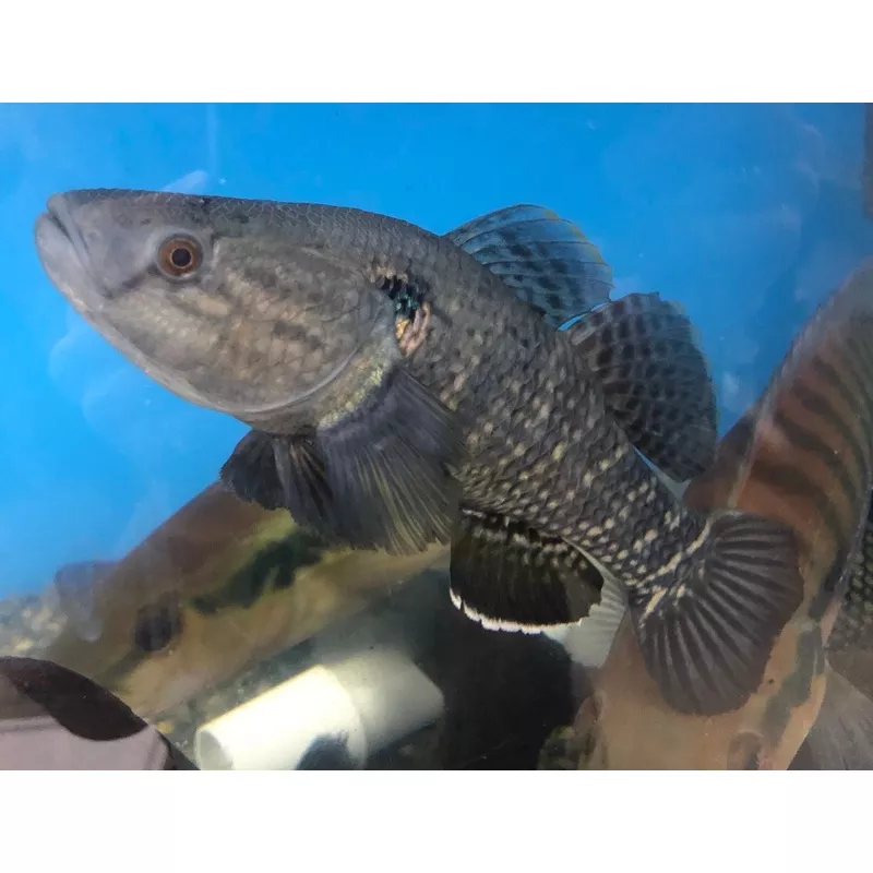 Jade Sleeper Goby (Dormitator maculatus)