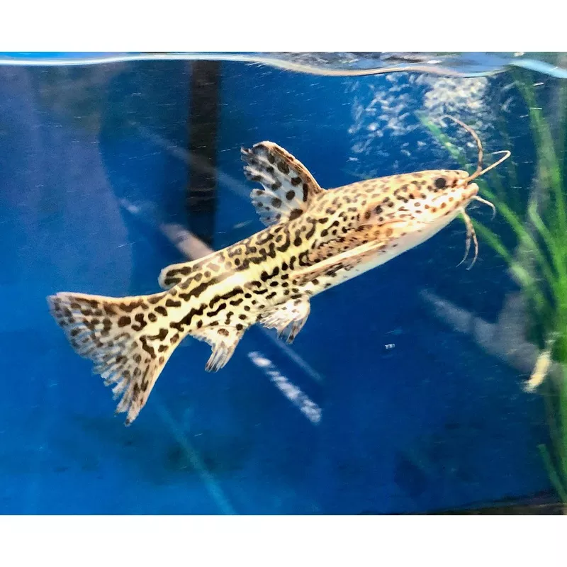Jaguar Catfish (Liosomadoras oncinus)