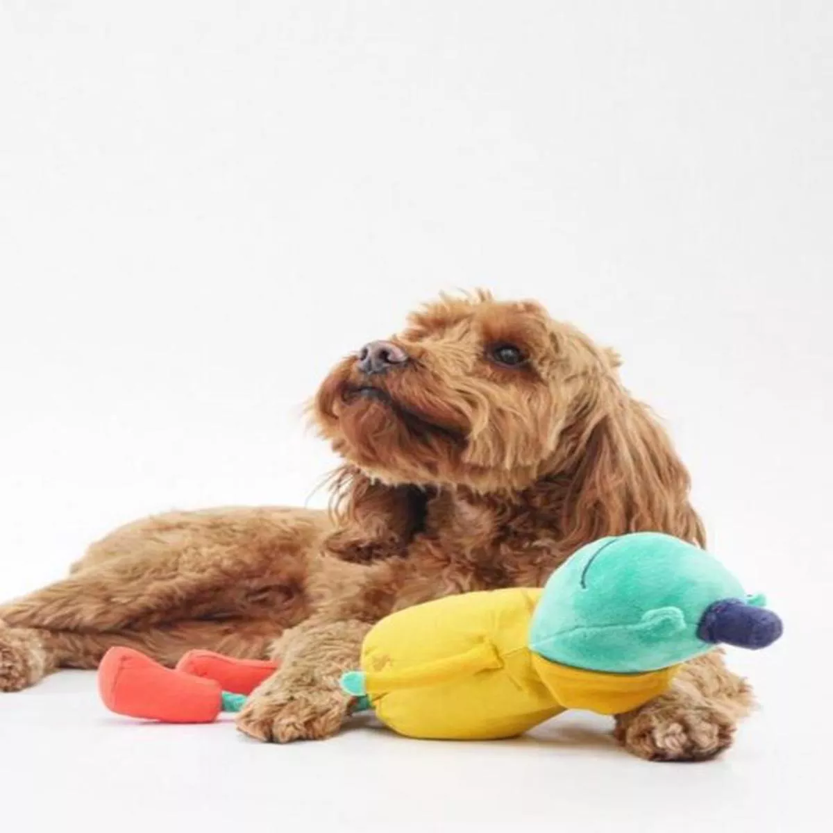 JOULESFROG DOG TOY