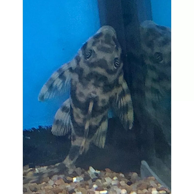 L015 Candy Stripe Pleco (Peckoltia vittata)
