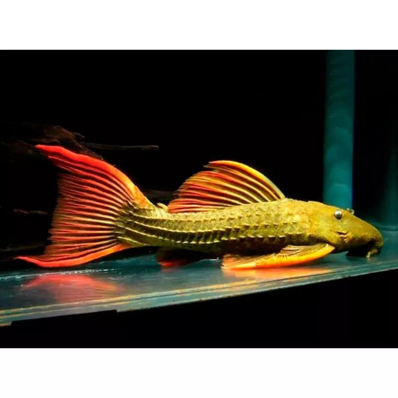L024 Redfin Cactus Pleco (Pseudacanthicus pitanga)