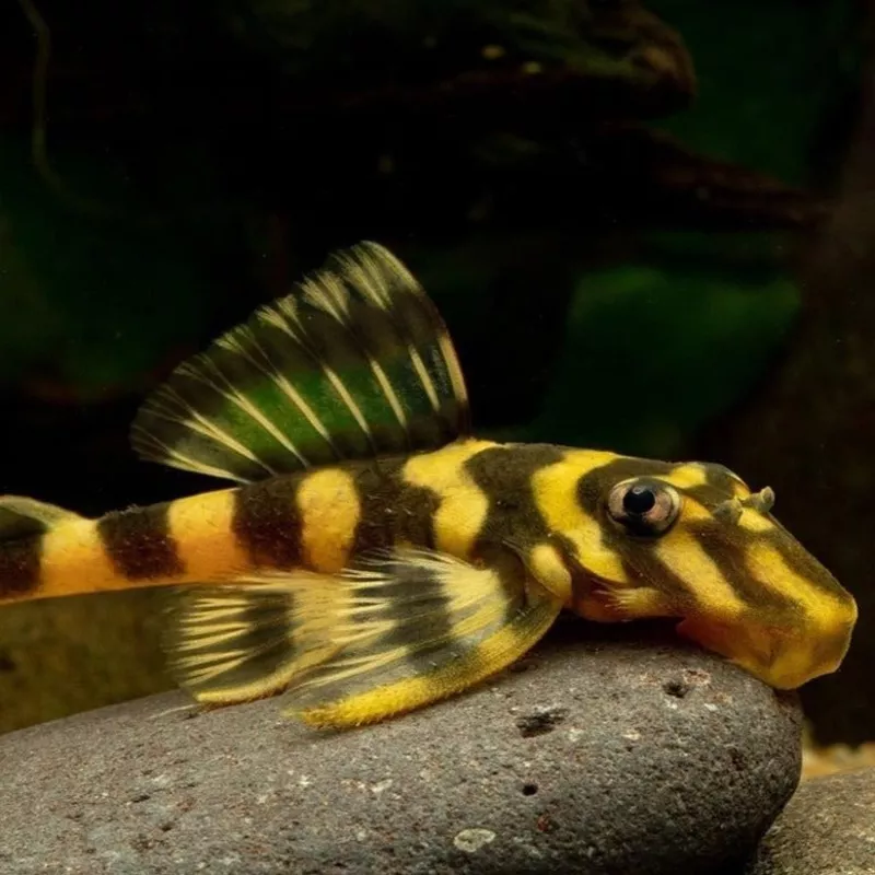 L052 Atabapo Butterfly Pleco (Dekeyseria picta)