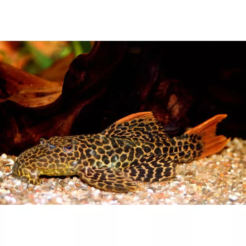 L114 Redtail Leopard Pleco (Pseudacanthicus leopardus)