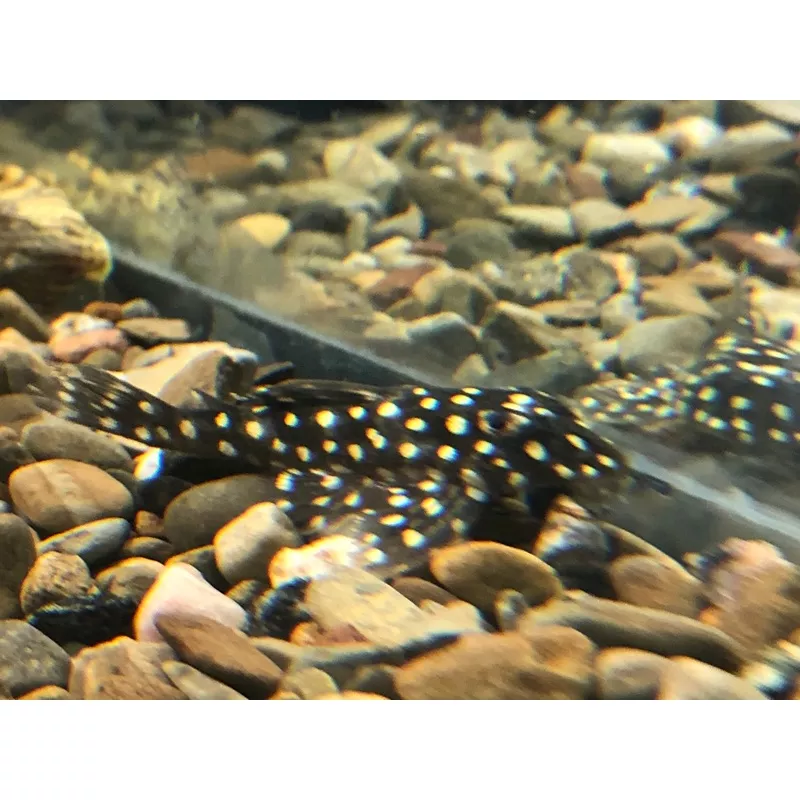 L136 Angelicus Pleco (Hypancistrus sp)