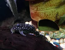L201 Snowball Pleco (Hypancistrus inspector)