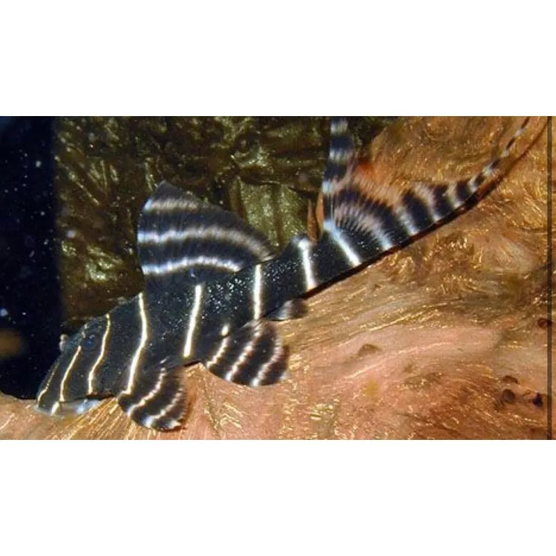 L204 Flash Pleco (Panaqolus albivermis)