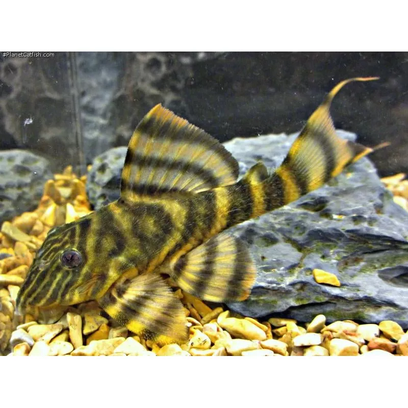 L398 Tankei Tiger Pleco (Panaqolus tankei)
