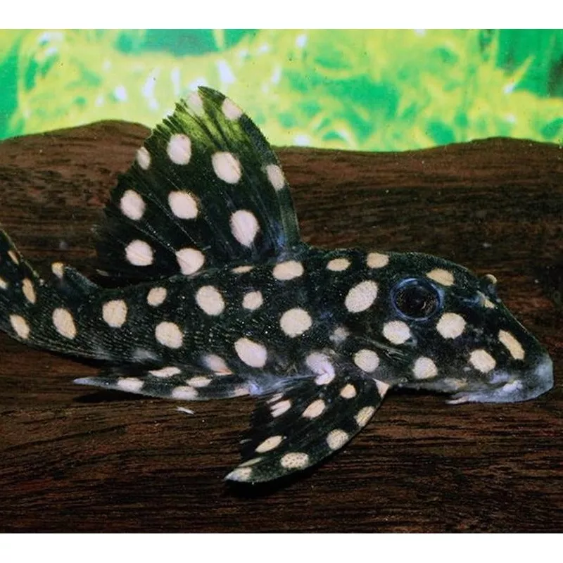 L471 Mini Big Spot Snowball Pleco (Hypancistrus contradens sp)
