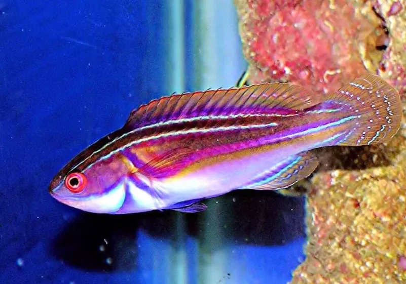 Laboute’s Wrasse
