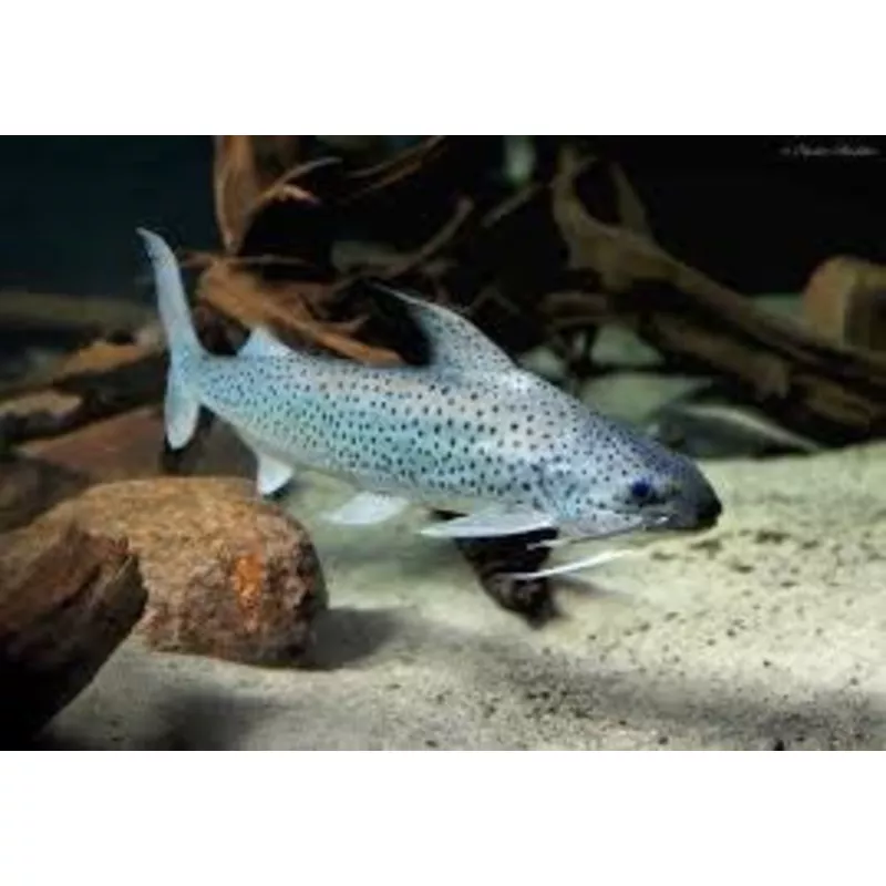 Lince Catfish (Platynematichthys notatus)