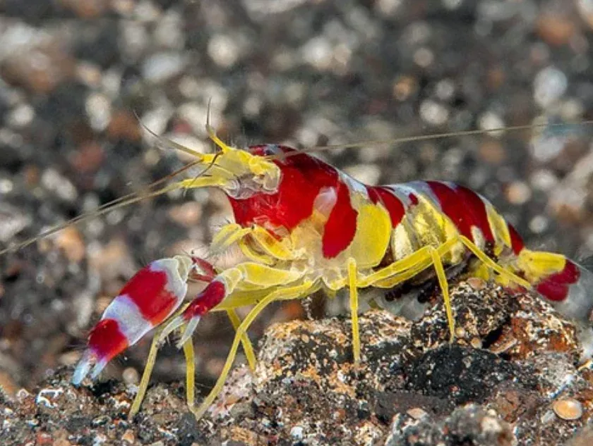 Live 8/27/26 Candy Stripe Pistol Shrimp