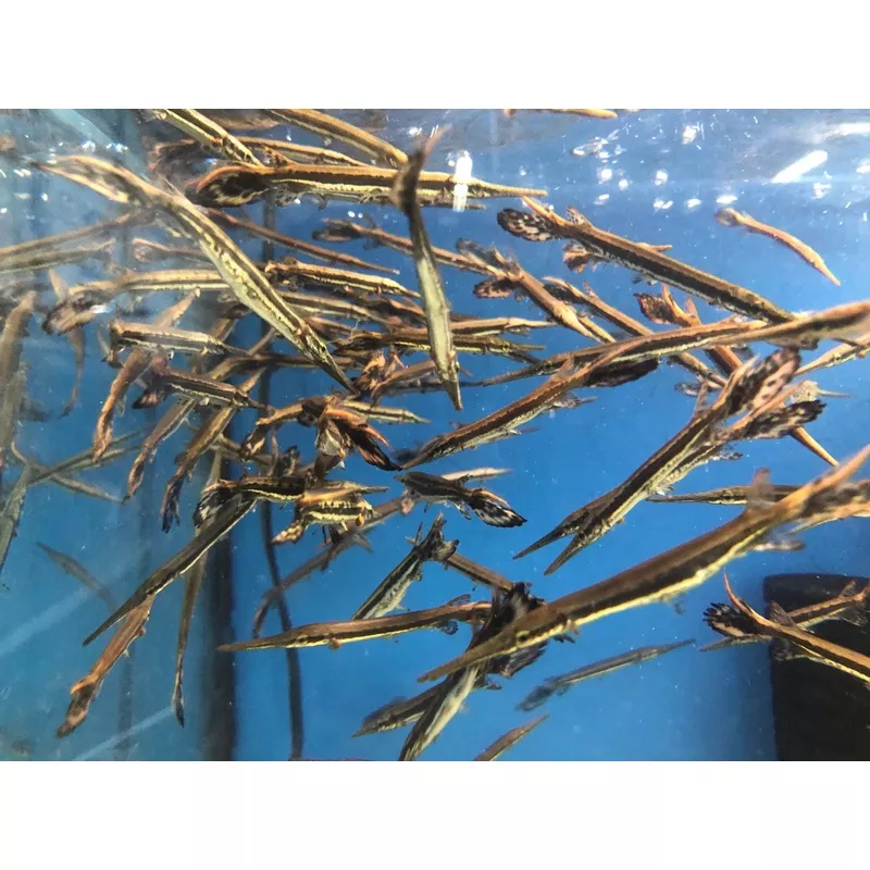 Longnose Gar (Lepisosteus osseus)