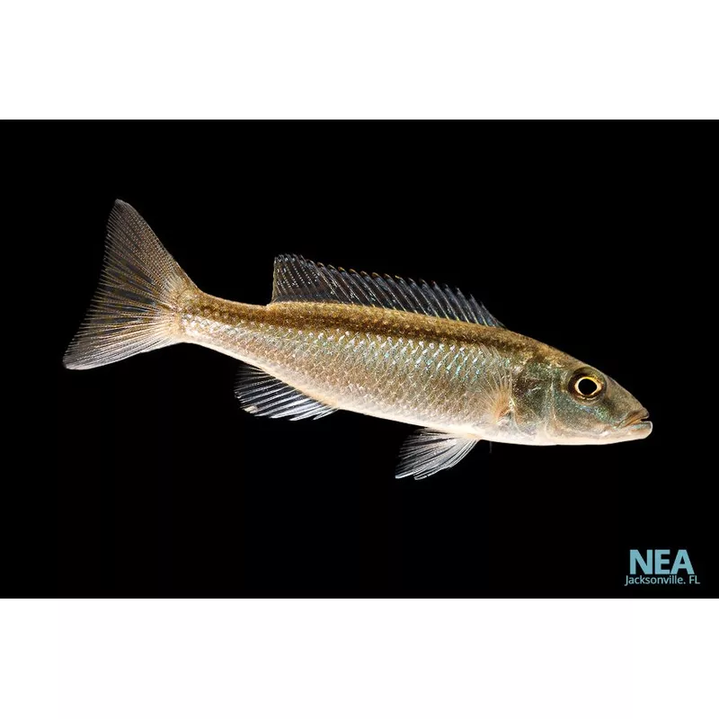 Malawi Trout Cichlid