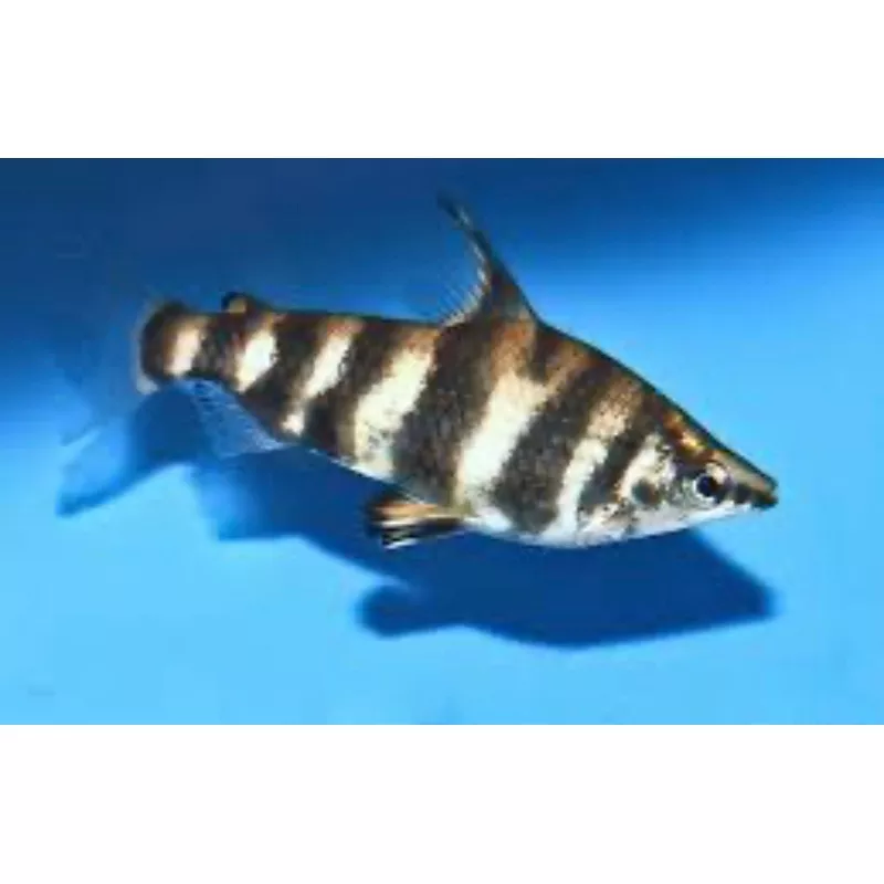 Marbled Headstander (Abrimites hypselonotus)