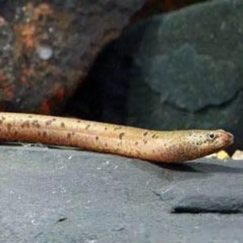 Marbled Swamp Eel (Synbranchus marmoratus)