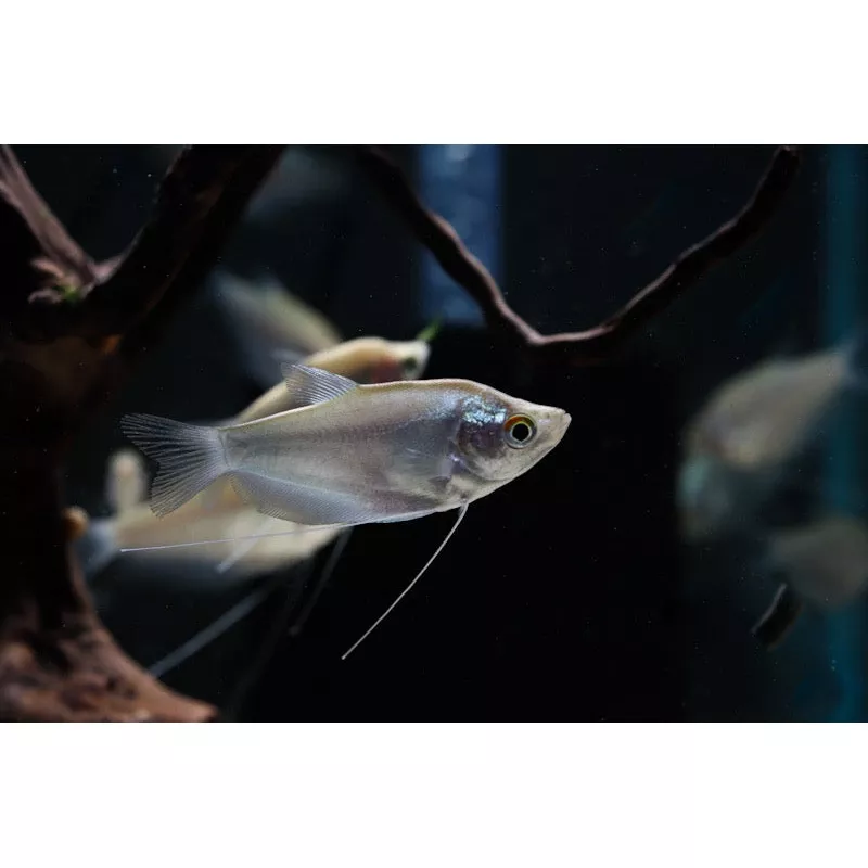 Moonlight Gourami