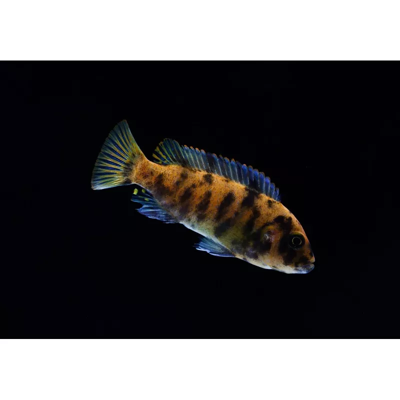 Mozambique OB Cichlid