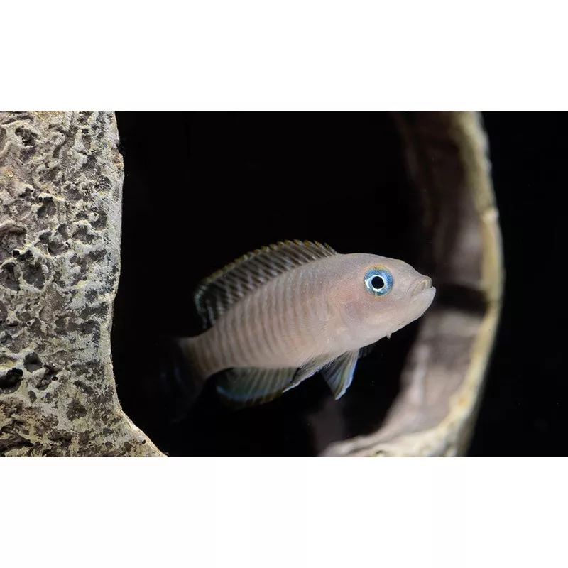 Multifasciatus Cichlid