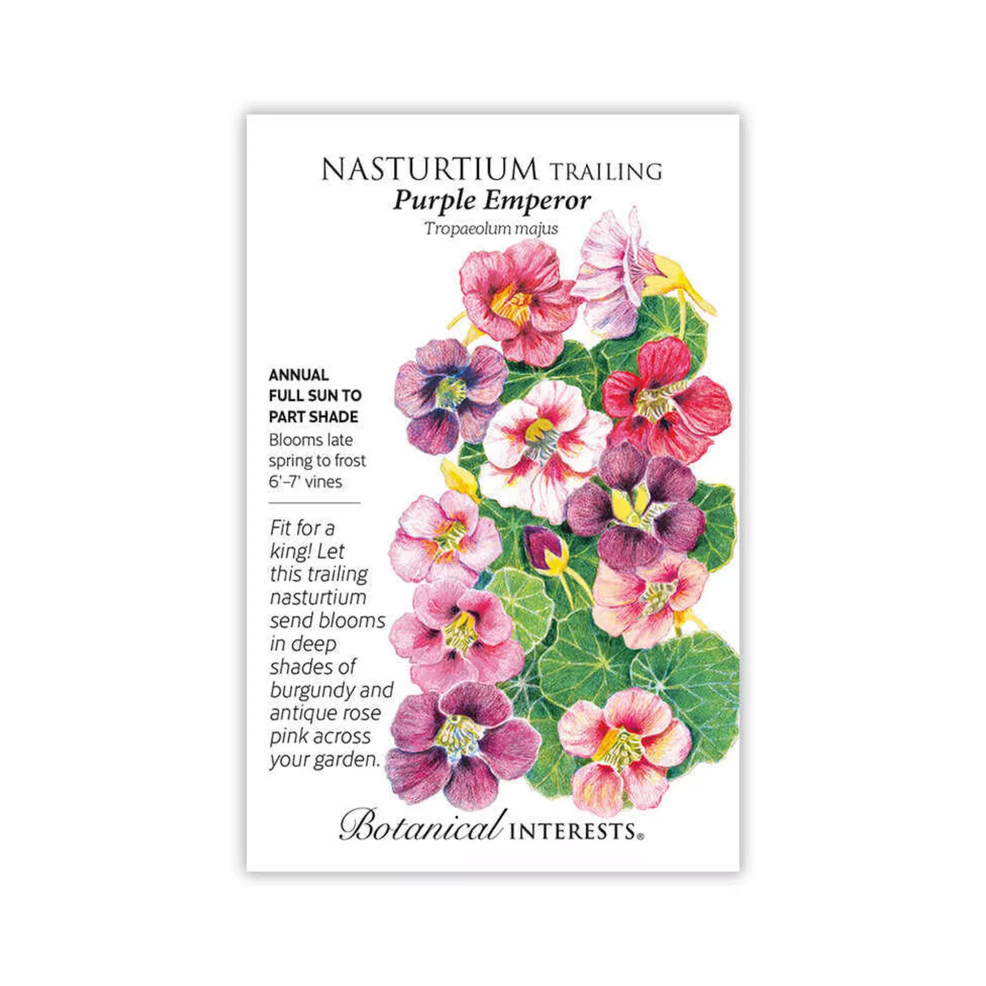 Nasturtium Trailing Purple Emperor
