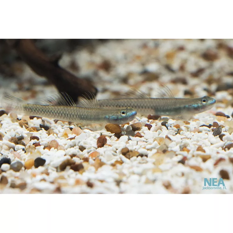 Neon Stiph. Goby
