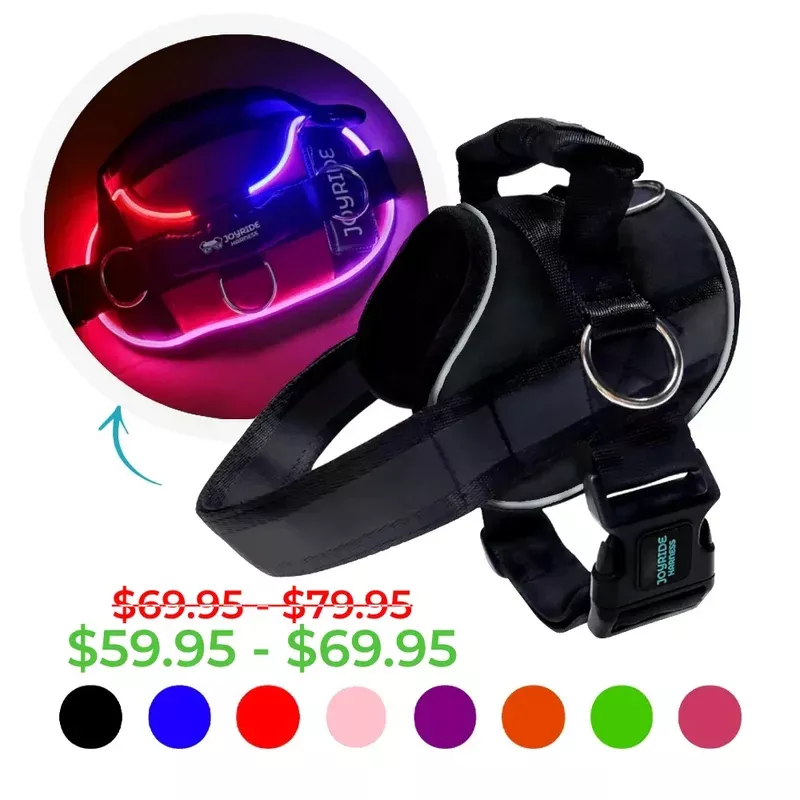 NEW! NightSafe LED Light Up Dog Harness 2.0