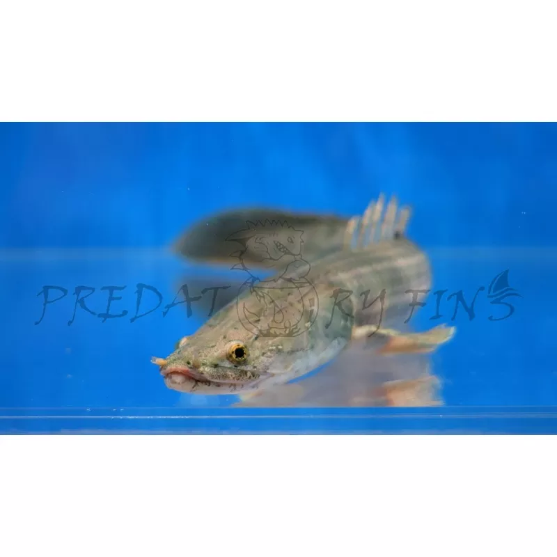 Nile Bichir (Polypterus bichir bichir)