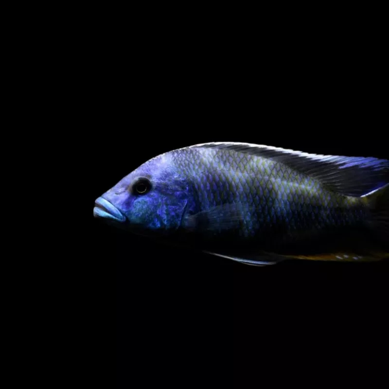 Nimbochromis Livingstoni