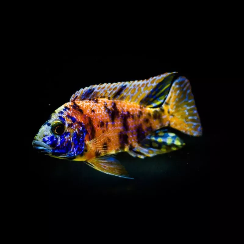 OB Peacock