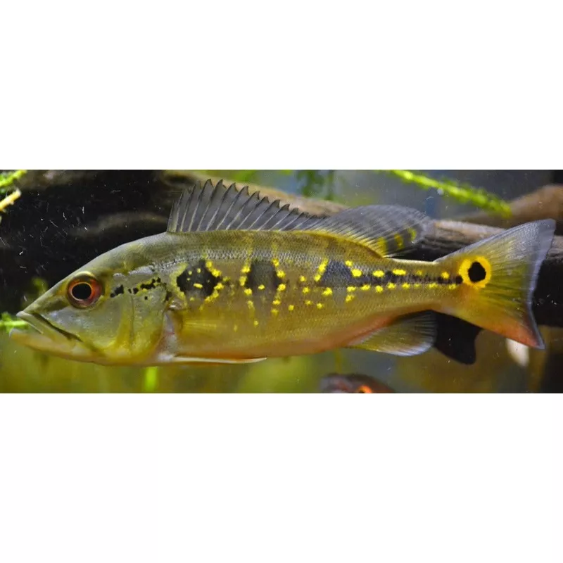Orinoco Peacock Bass (Cichla orinocensis)