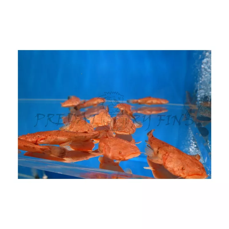 Pacman Catfish (Lophiosilurus alexandri)