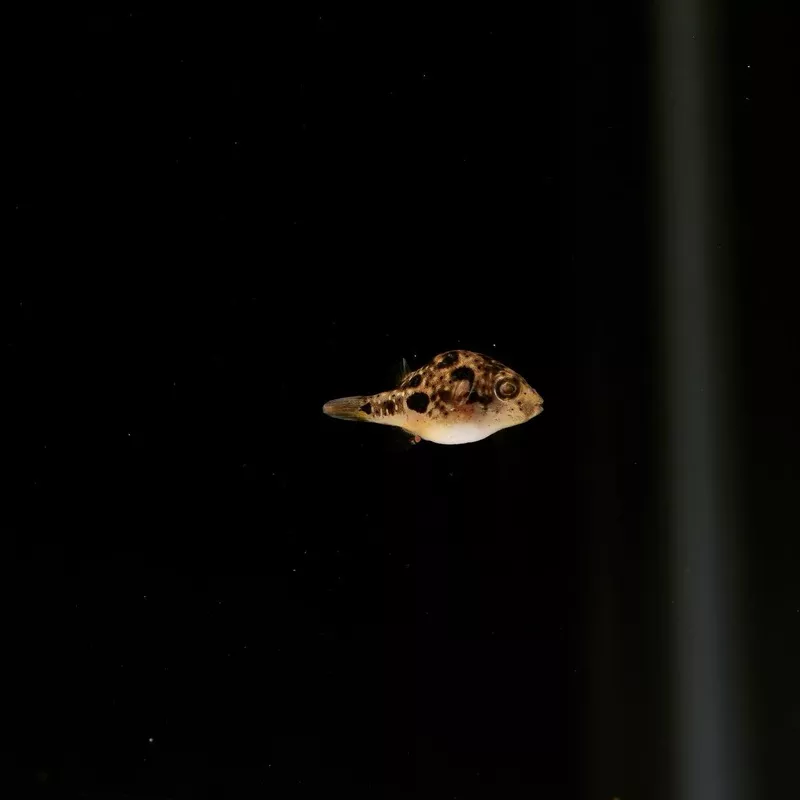 Pea Puffer Fish