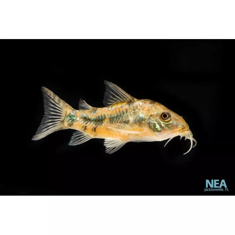 Pepper Corydoras Catfish