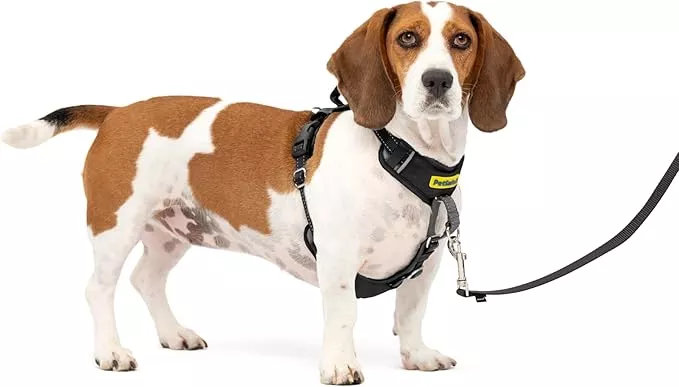PetSafe Easy Walk Comfort No-Pull Dog Harness – Better Walk Training Harness – Full Body Padded Design – Durable Fabric – 5 Point Adjustable Fit – Everyday Leash Training – Green – Large