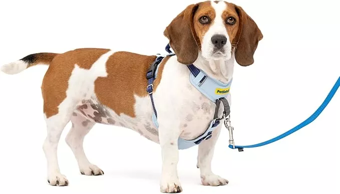 PetSafe Easy Walk Comfort No-Pull Dog Harness Full-Body Padding – Better Walks on The First Use – 5 Points of Adjustment Small/Medium, Blue (Pack of 3)