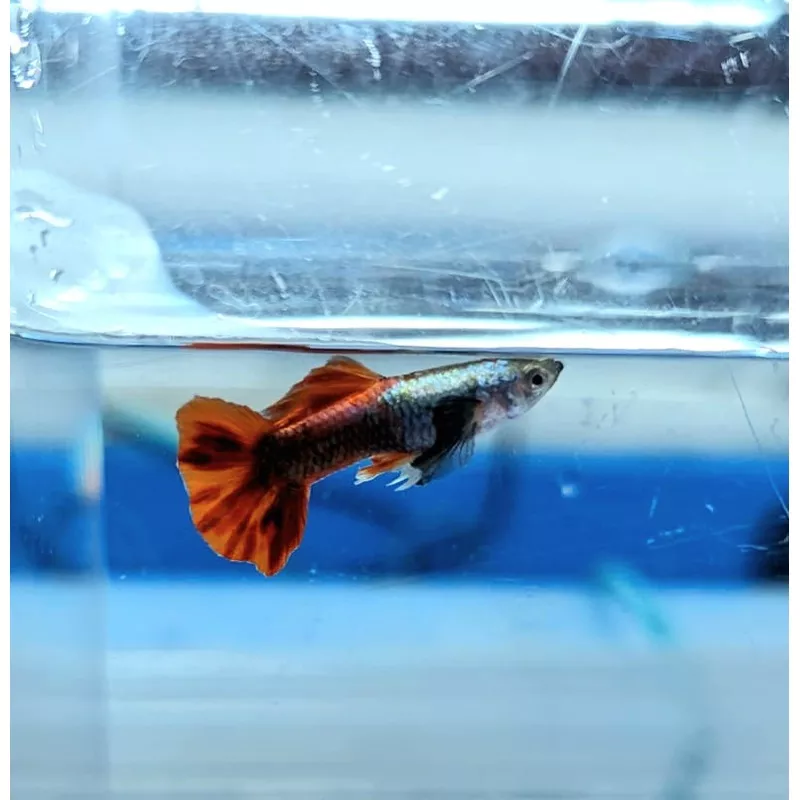 Platinum Dumbo Red Tail Guppy (Poecilia reticulata)