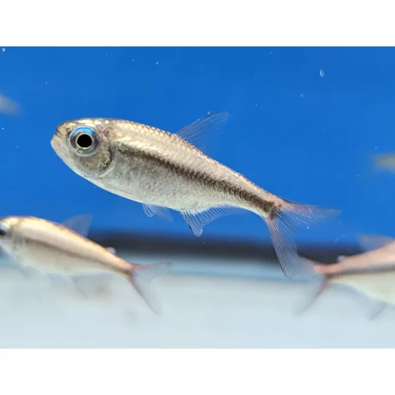 Platinum Lapis Tetra (Hyphessobrycon cyanotaenia)