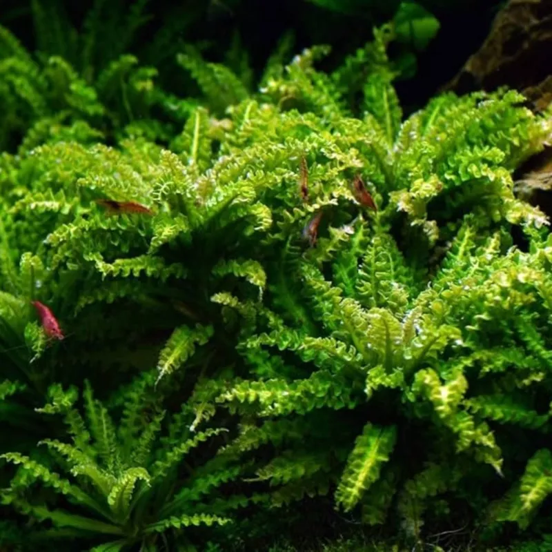 Pogostemon Helferi – little star